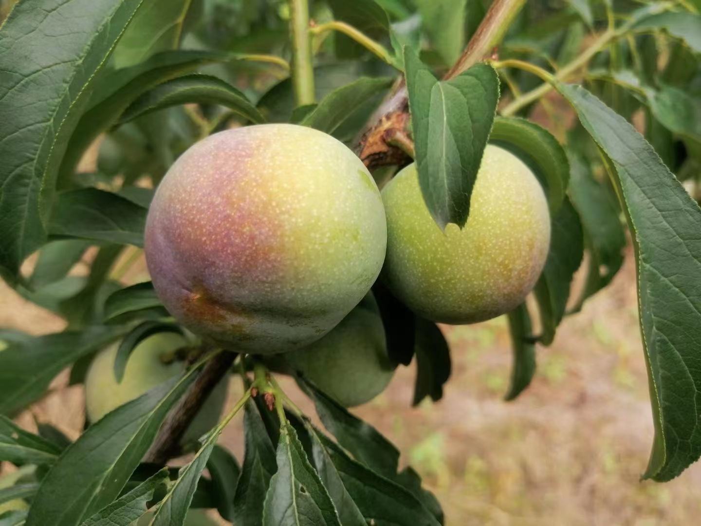 半边红李子挂满枝头成熟果实特写