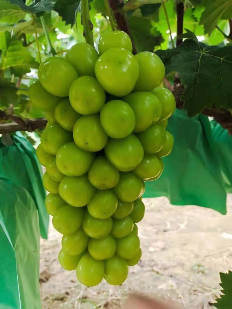 河北威县巨峰葡萄,阳光玫瑰,高品质巨峰葡萄.有机绿色葡萄