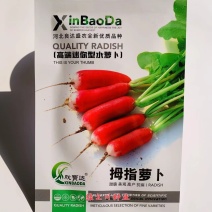 小菜园专用迷你型水萝卜种子拇指萝卜种子上红下白皮薄质脆
