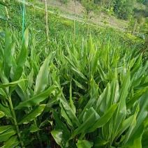 云南文山马关洋荷