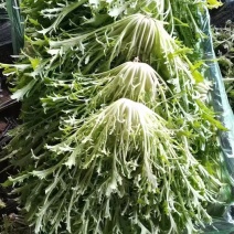 苦菊。新民苦菊，产地直营。自家棚子。保质保量