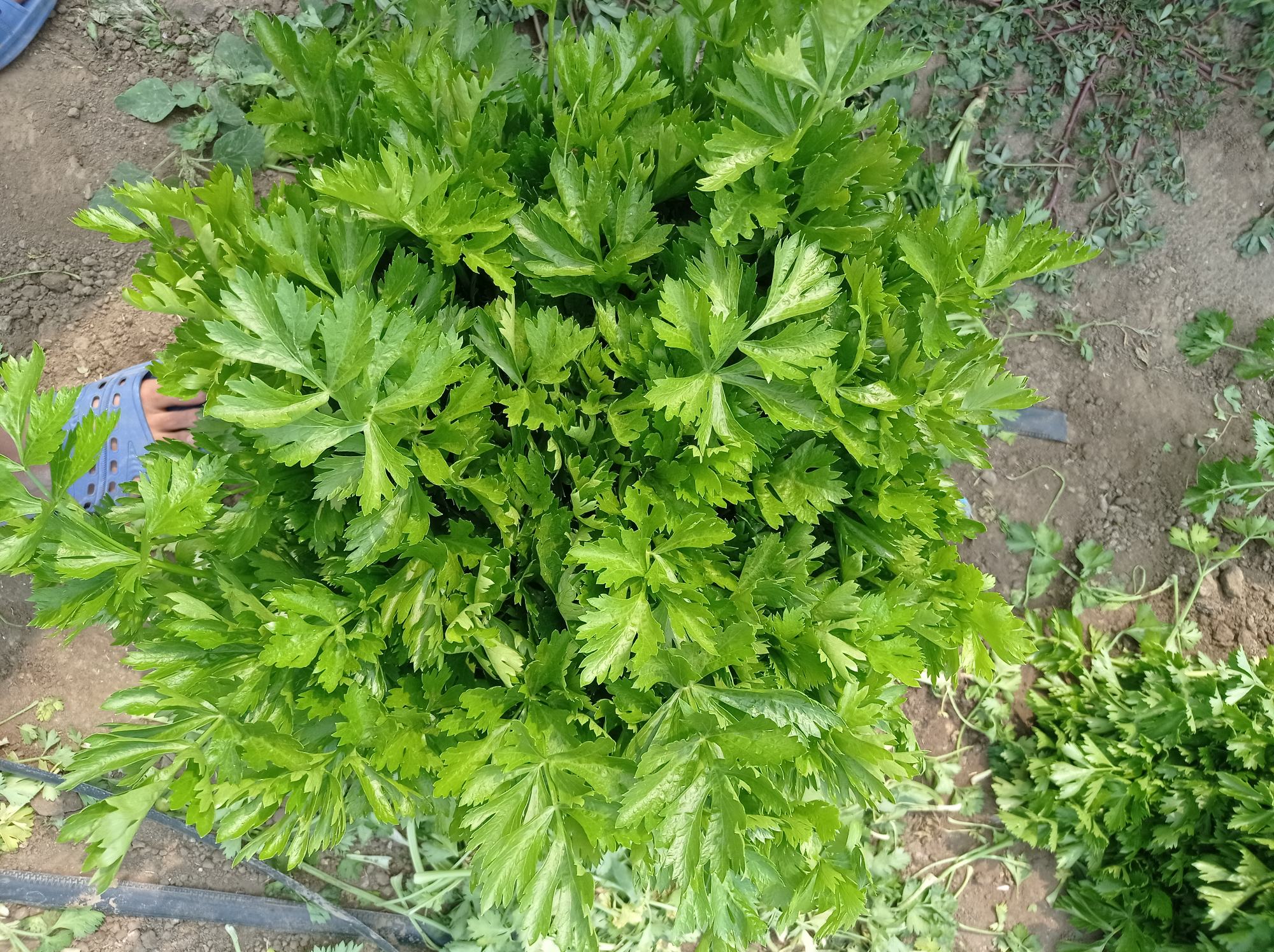 山芹的植物形态