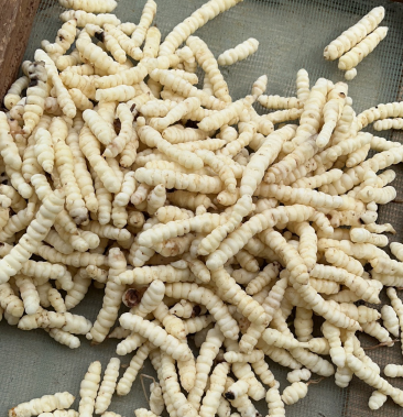 [地参批发]地蚕价格25.00元/斤 - 一亩田