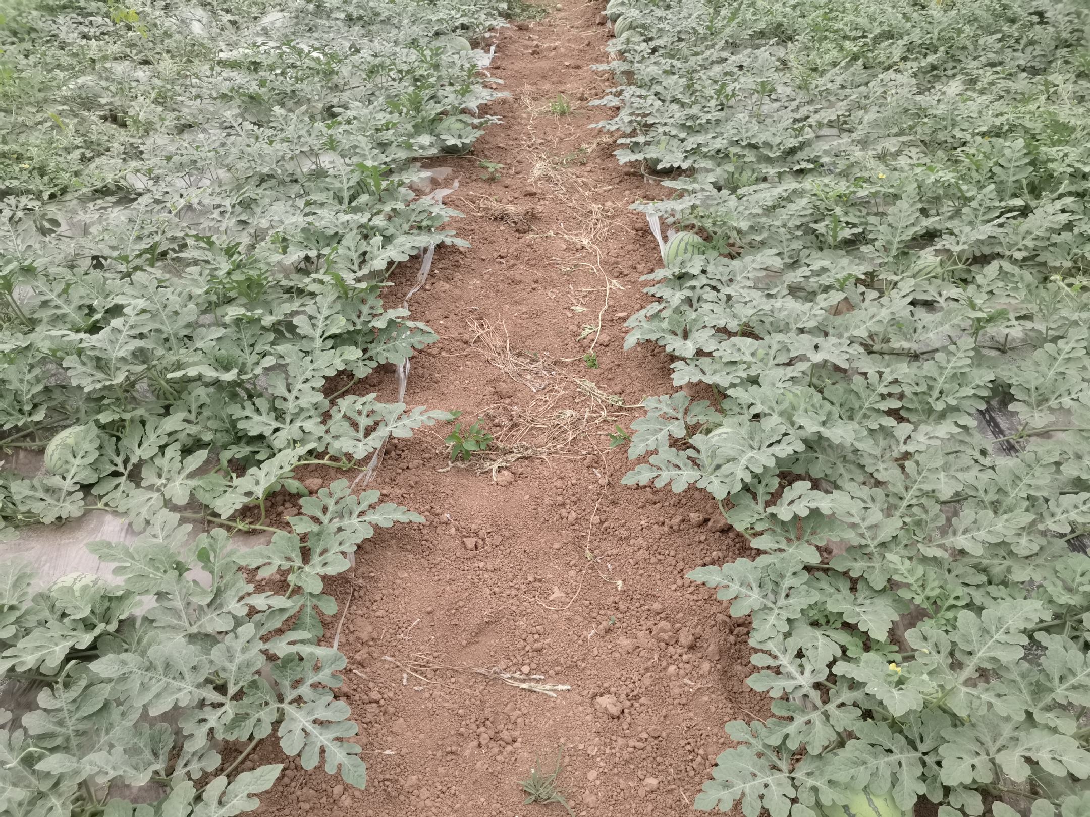 西瓜与香瓜间作示意图