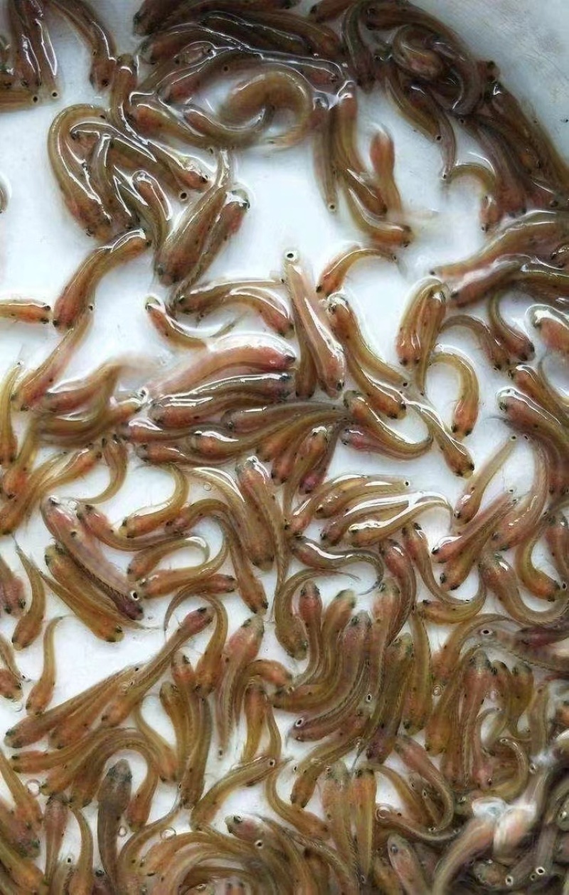 七星鱼苗大小都有规格齐全品种纯正厂家直销