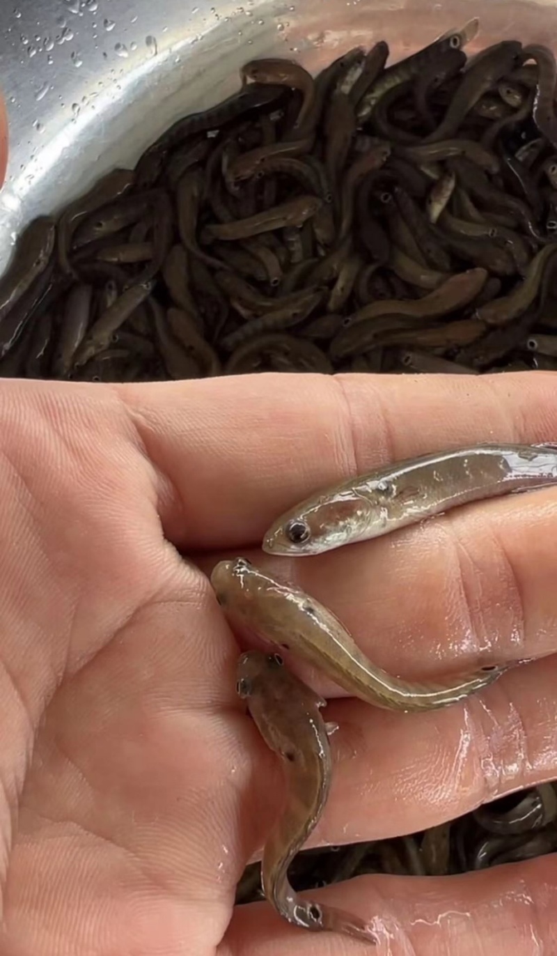 七星鱼苗大小都有规格齐全品种纯正厂家直销