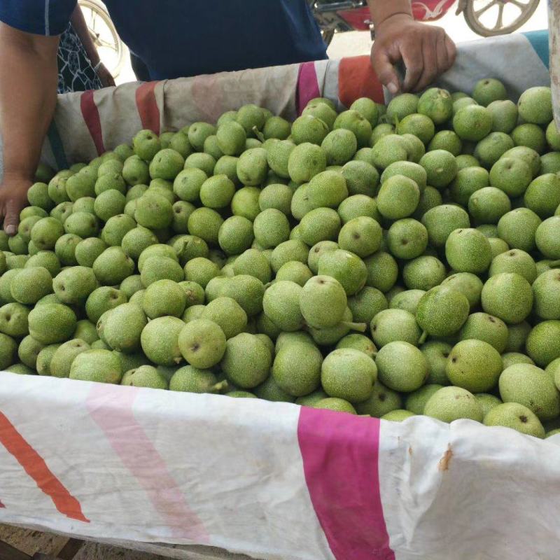 石家庄赞皇县辽系青皮核桃大量上市,手摘果,质量保证