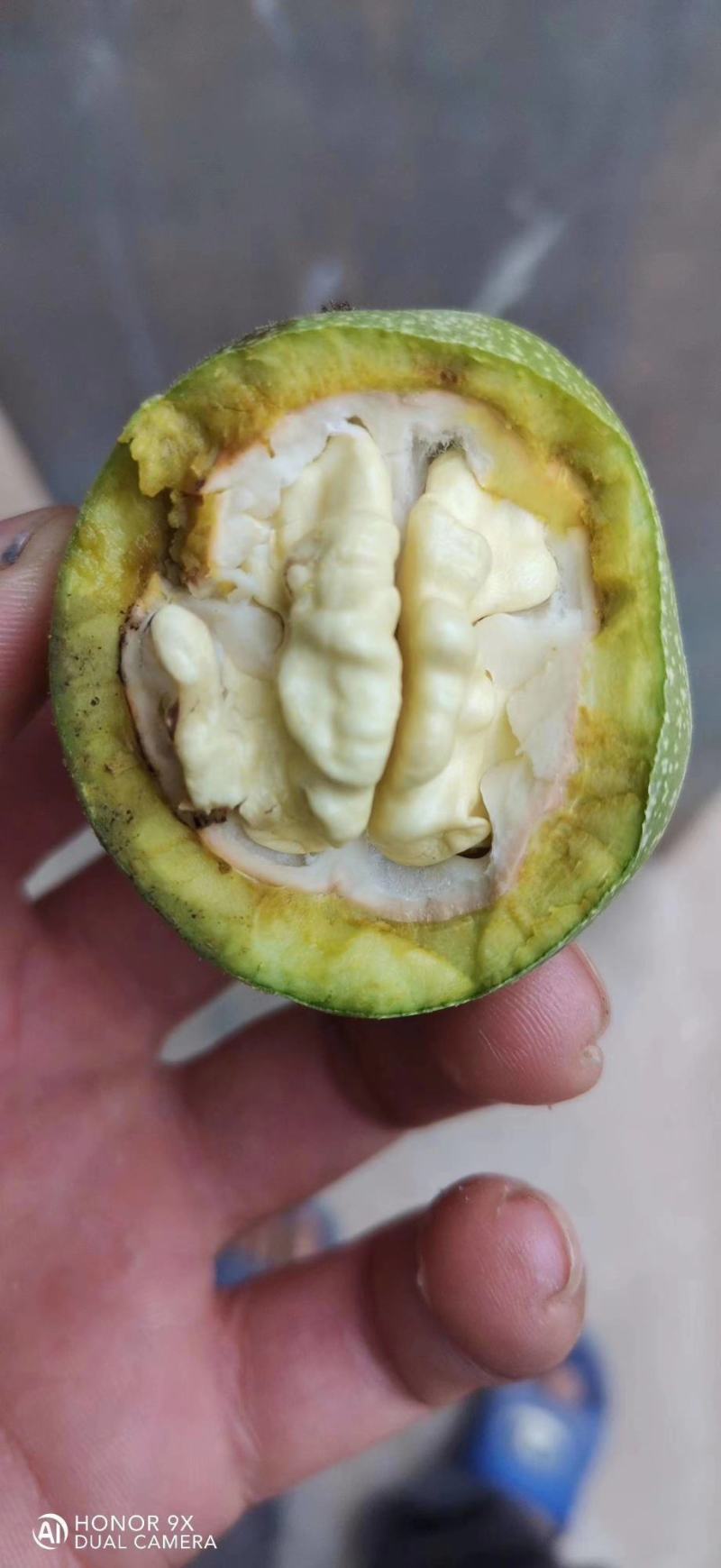 石家庄赞皇县辽系青皮核桃大量上市,手摘果,质量保证