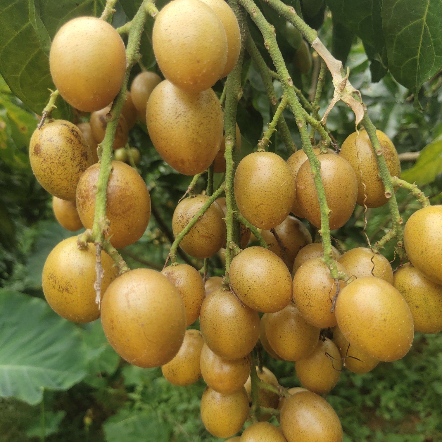 [黄皮果批发]广东茂名化州市黄皮果 4.00元/斤黄皮果！贵妃 _ 一亩田