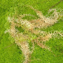 海花草，水苔