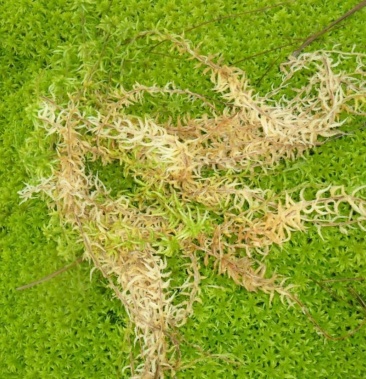 [水苔批发]海花草,水苔价格30.00元/斤 - 一亩田