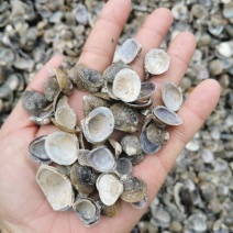 河蚬壳，黄沙蚬壳，蚬子壳，干贝壳