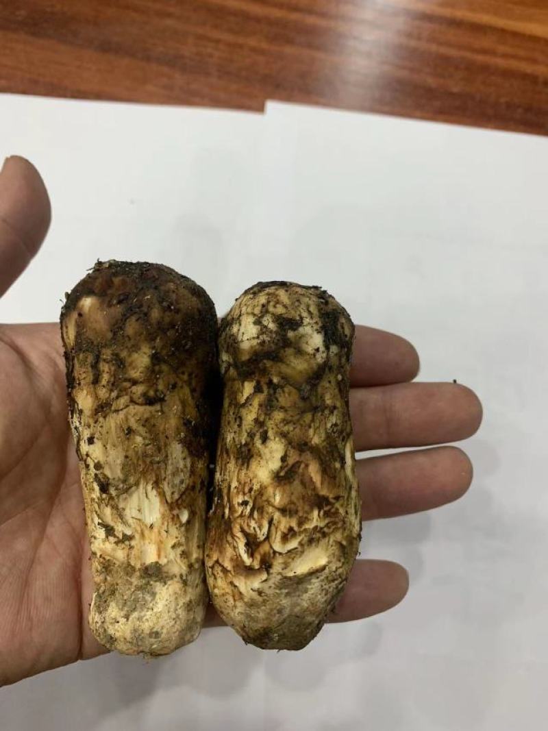 西藏林芝波密县松茸 230.00元/斤西藏林芝野生特