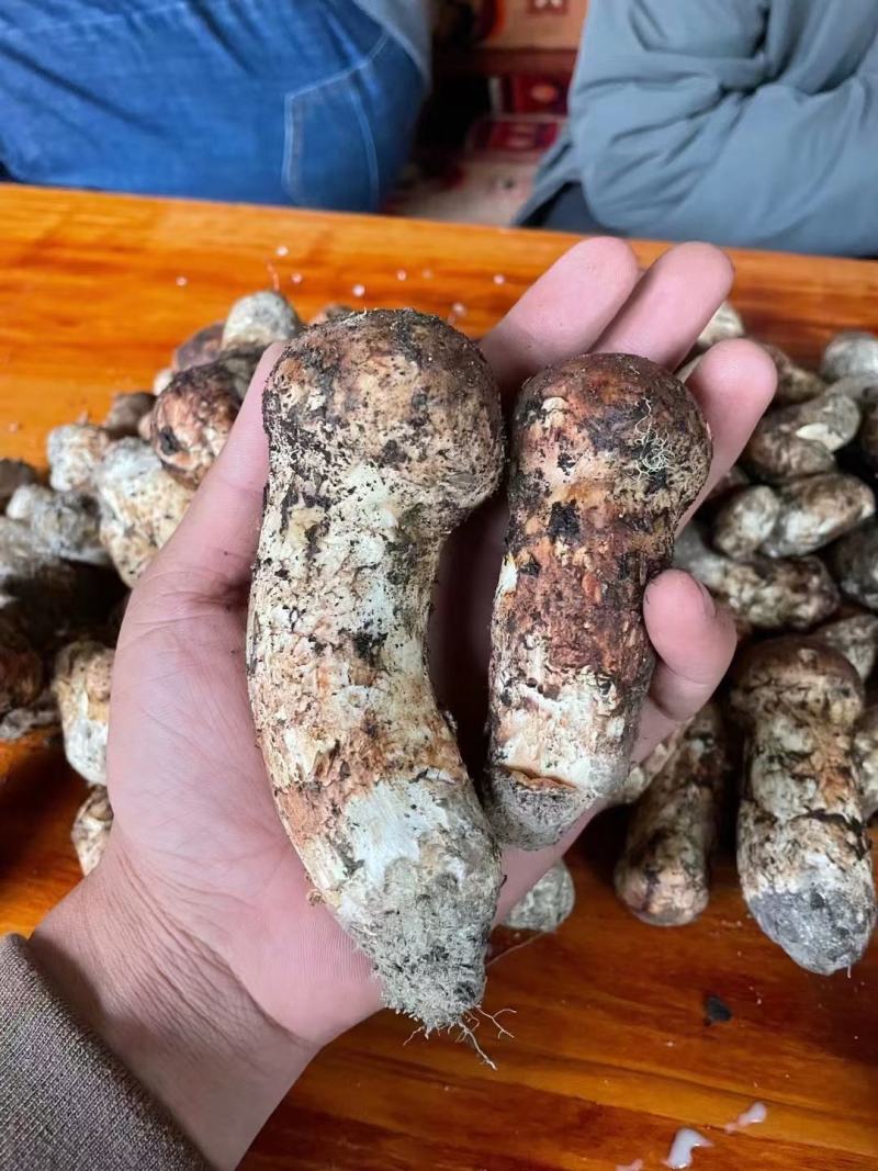 西藏林芝波密县松茸 230.00元/斤西藏林芝野生特