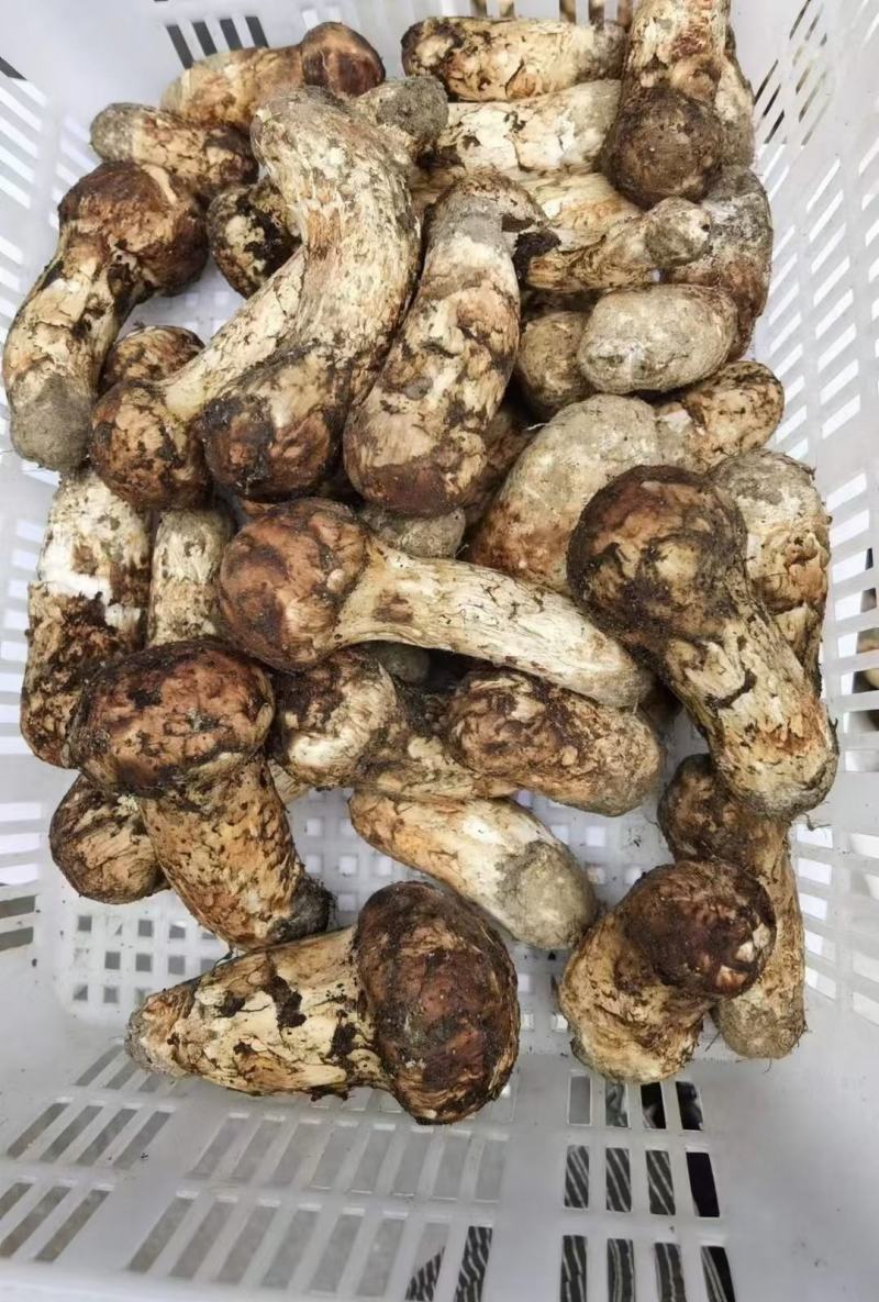 西藏林芝波密县松茸 230.00元/斤西藏林芝野生特