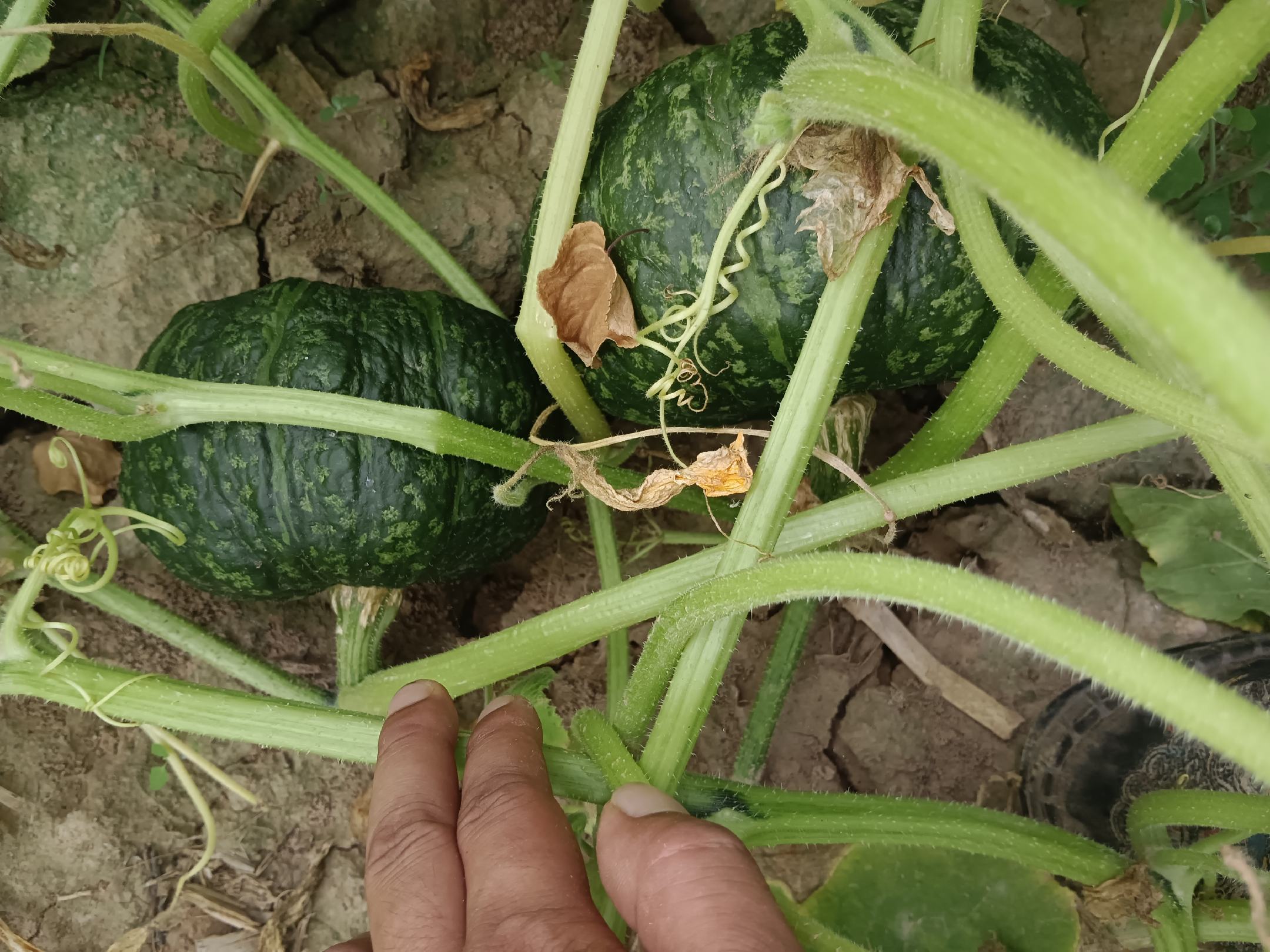 板栗南瓜植株挂果特写
