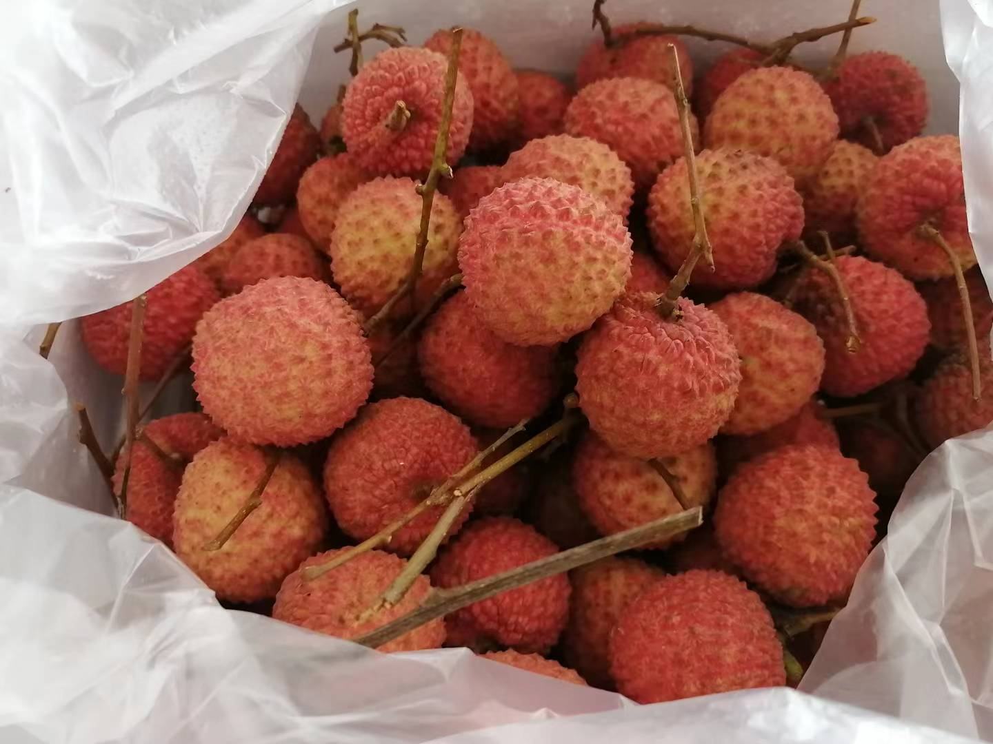 桂味荔枝整体展示