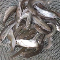 雅鱼苗裂腹鱼苗细鳞鱼苗一手货源冷水养殖经济效益高