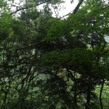 下山桩蚊母树桩