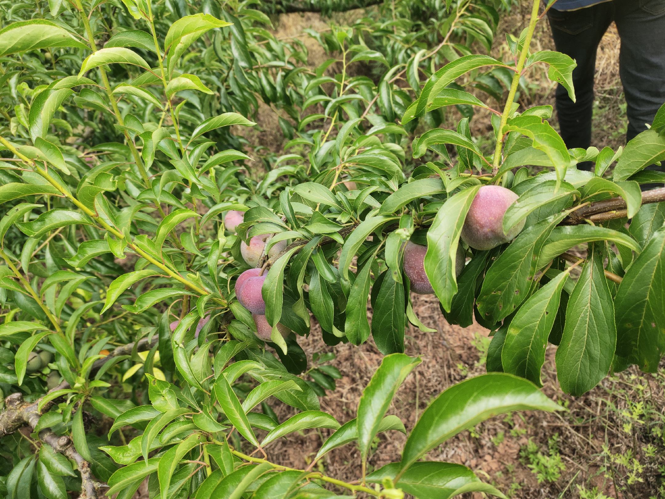 前卫红李子采摘场景