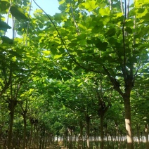 梓树种植基地直供量大从优可视频看货6-12公分