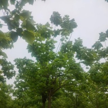 梓树12-20公分自家千亩种植直供一手价格品种规格齐全