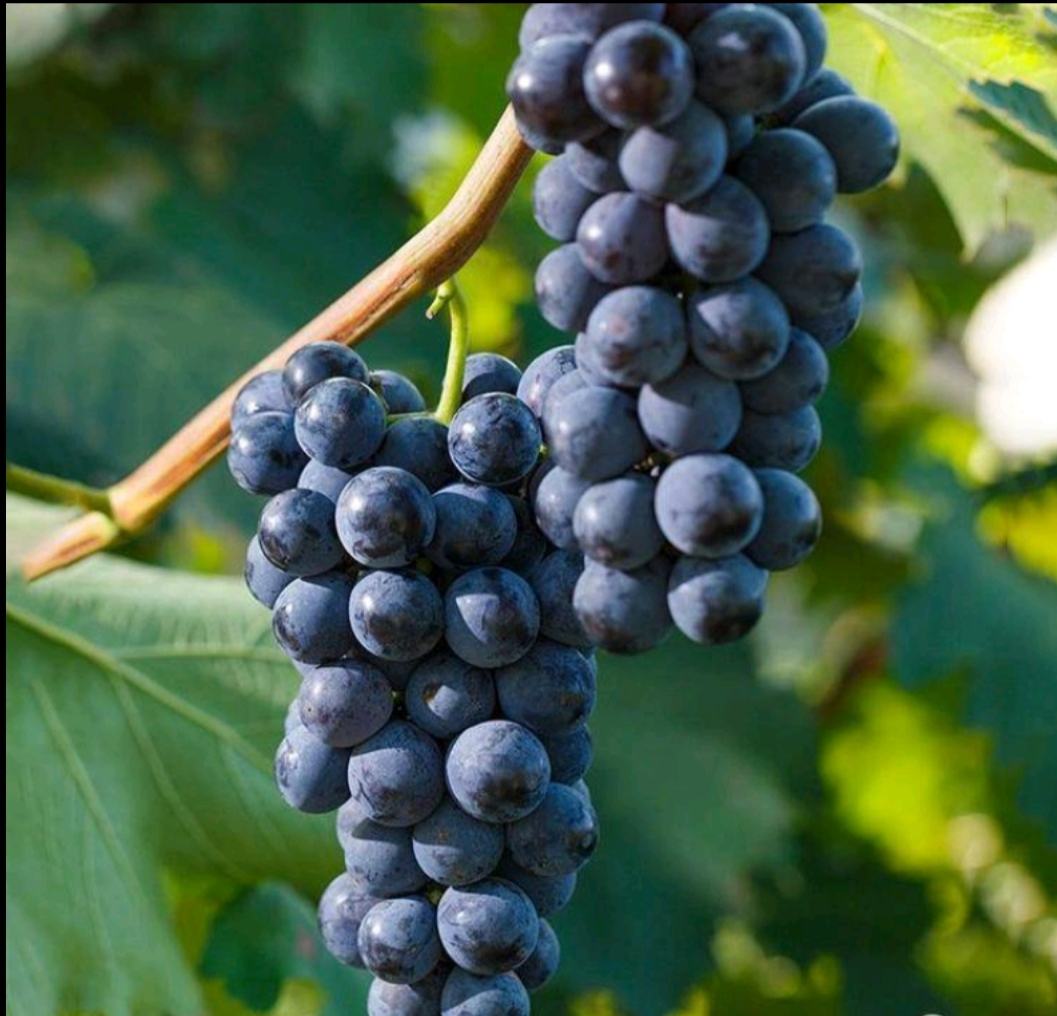 夏黑葡萄与其他水果热量对比图