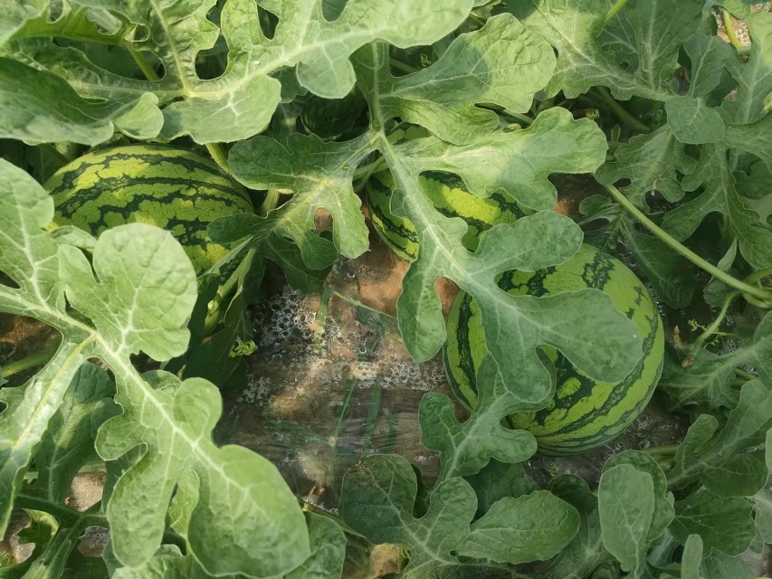 麒麟西瓜市场销售摊位