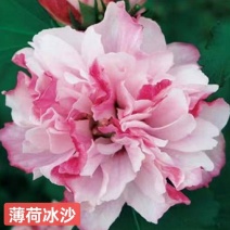 木槿