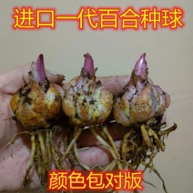 百合花香水百合种球大球带芽多花苞四季开花浓香重瓣进口矮野