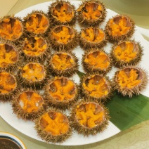 活鲜马粪海胆