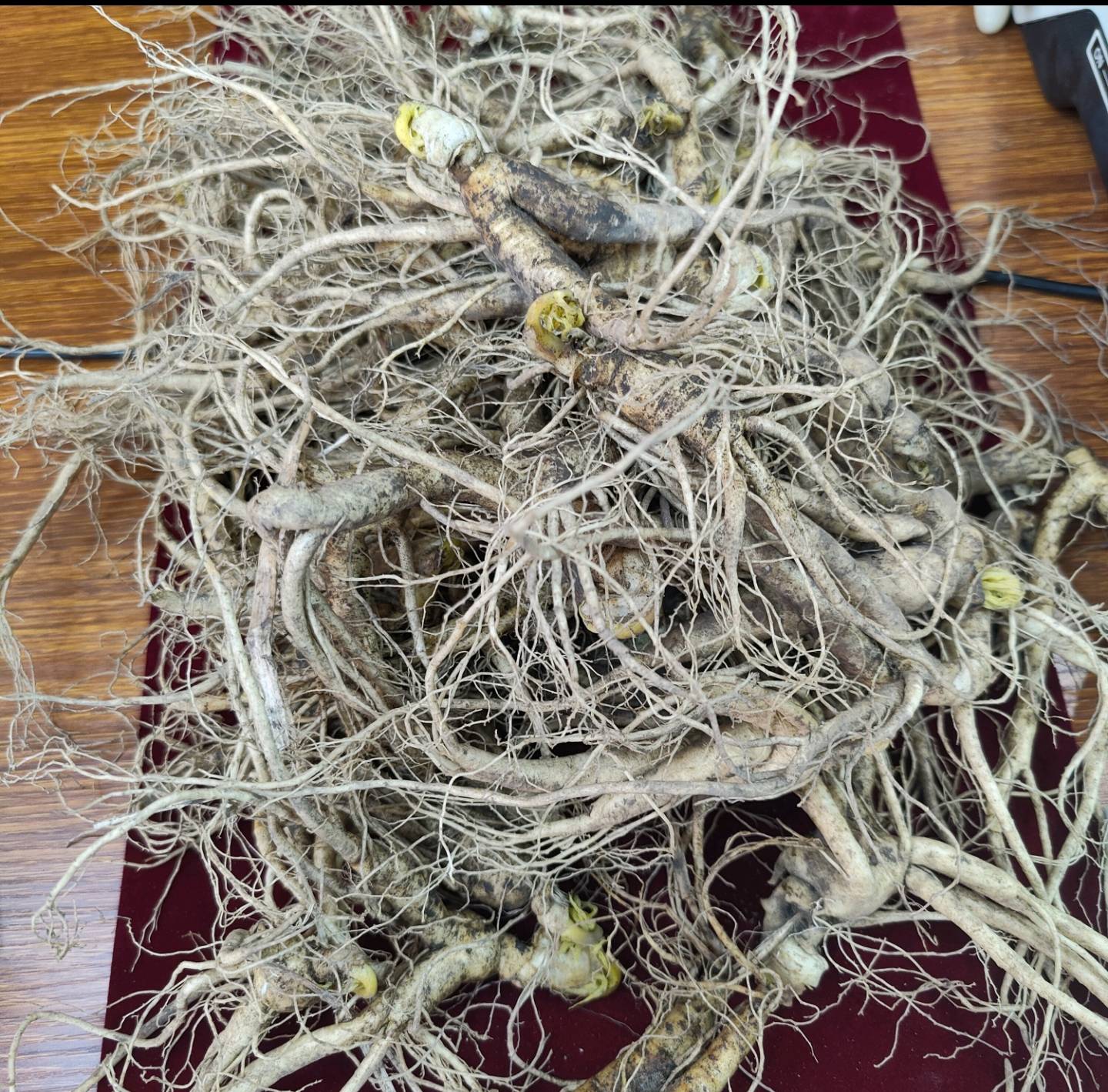 鲜人参芦头细节特写