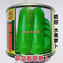 杂交翡萝卜种子，生食脆甜耐贮存肉色翠绿水果萝卜种子杂交