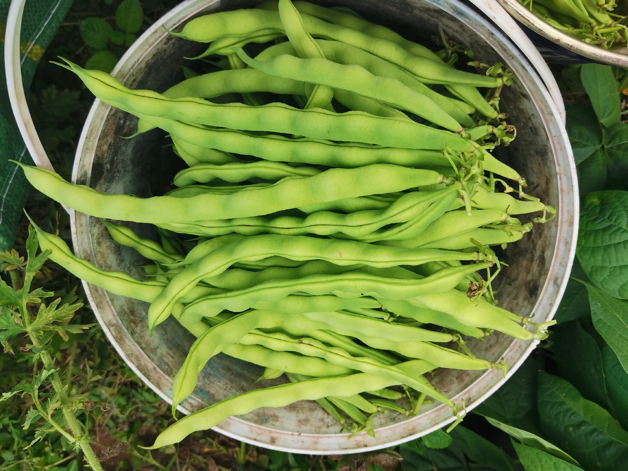 农户正在采摘成熟的扁豆,植株高大,荚果翠绿饱满 扁豆采收现场图