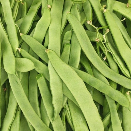 四季豆价格行情