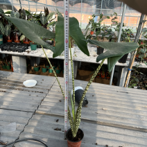 斑马海芋虎斑海芋120杯网红绿植
