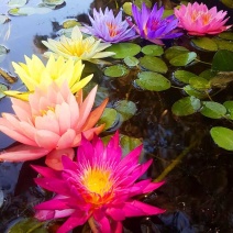 睡莲，大睡莲带花苞盆栽池塘小睡莲花根块水池水培植物四季