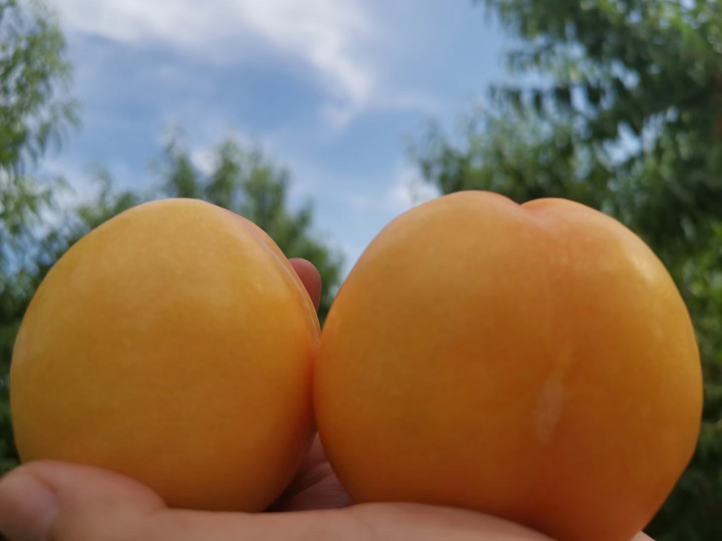 女性在午后享用黄桃