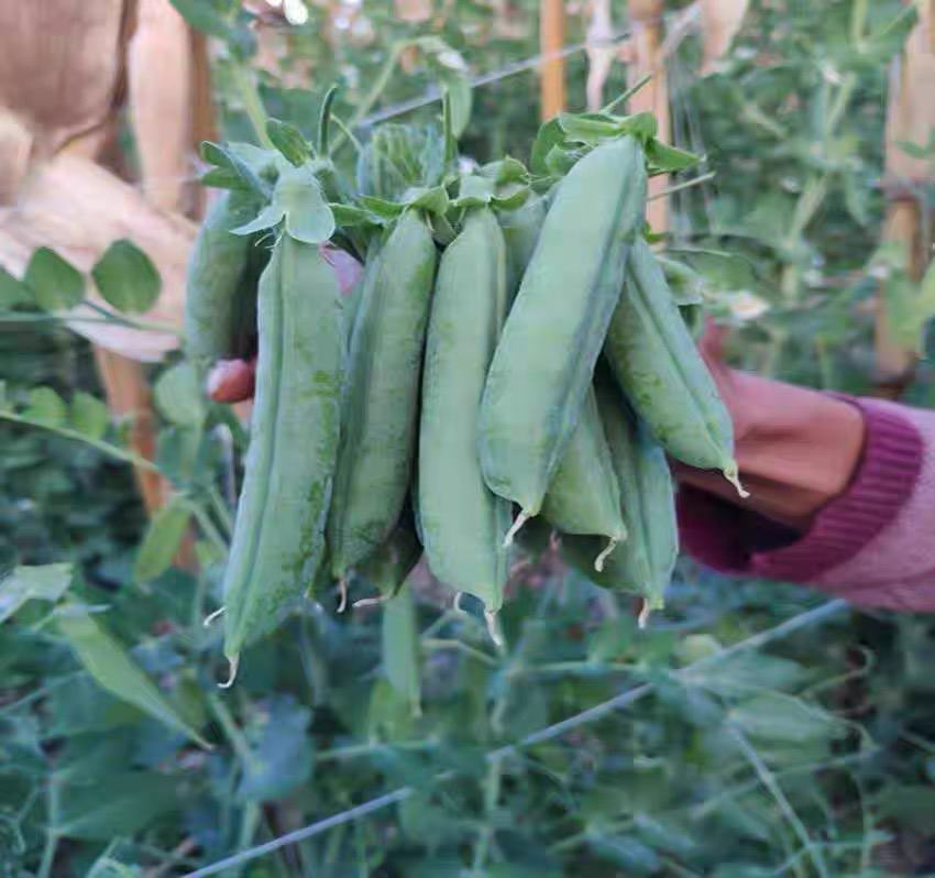 火豌豆采收现场图