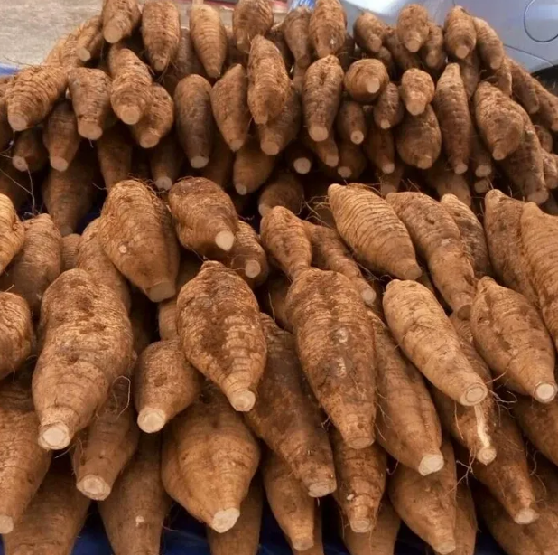 农户正在采收成熟的粉葛根茎 粉葛采收现场图