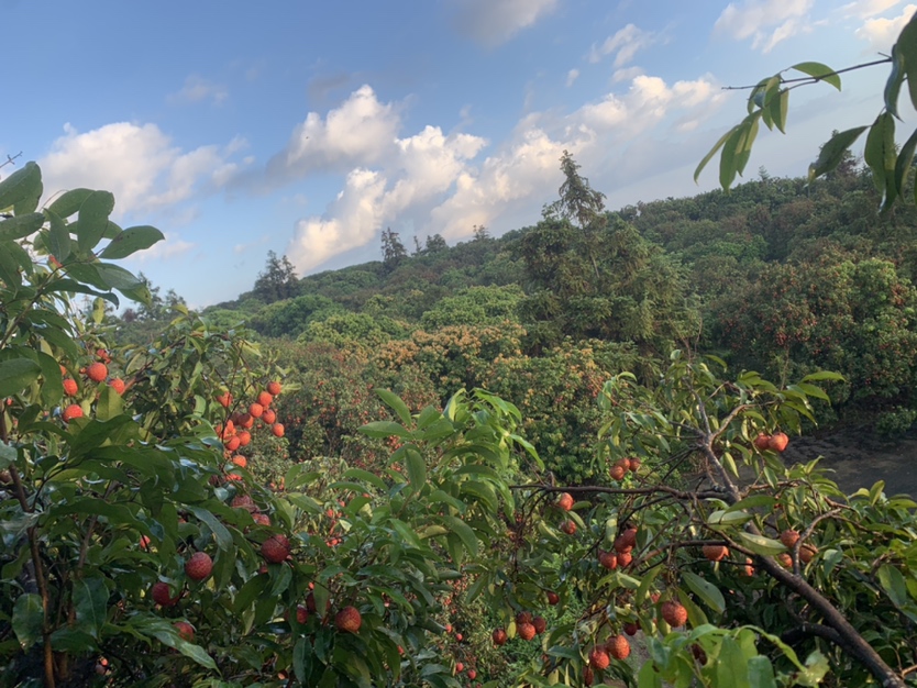 果园中的红色妃子笑树
