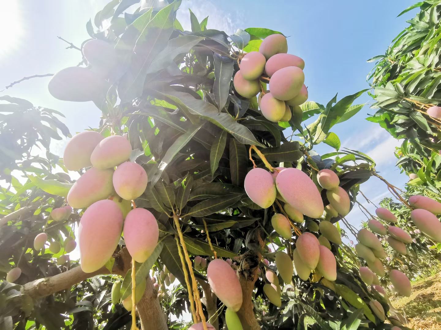 贵妃芒3号种植基地,阳光下的果园生机勃勃 贵妃芒3号产地种植场景