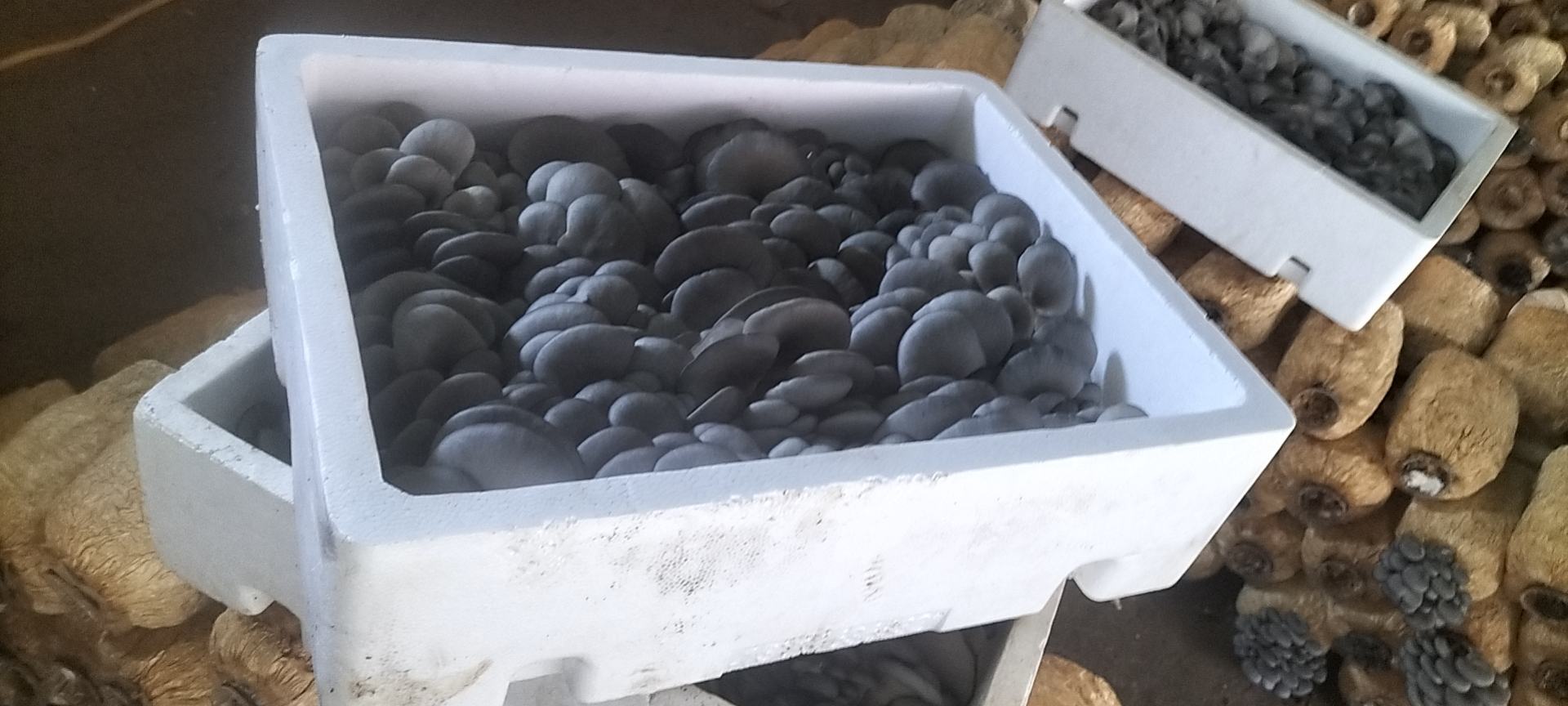 实验室气味评估场景:左侧为新鲜平菇(置于玻璃培养皿中,标签'Fresh'),右侧为腐败平菇(标签'Spoiled'),两者间隔30cm。专业嗅辨员佩戴口罩仅露鼻孔,手持气味强度记录板。背景可见恒温恒湿箱(25℃, 65%RH),模拟家庭存放环境。图中腐败样品菌盖边缘卷曲发黄,菌柄基部明显褐变。 平菇腐败气味对比实验场景
