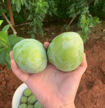 [青奈李批发]奈李上市价格1.00元/斤 - 一亩田