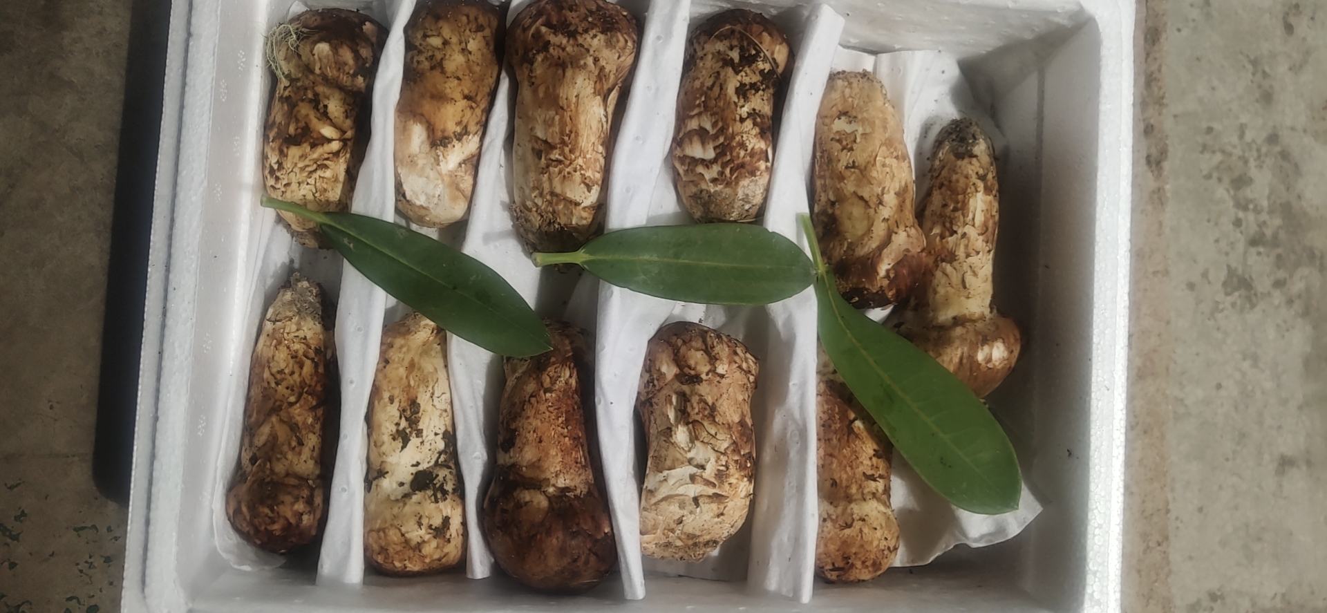 新鲜松茸用厨房纸包裹后放入保鲜盒