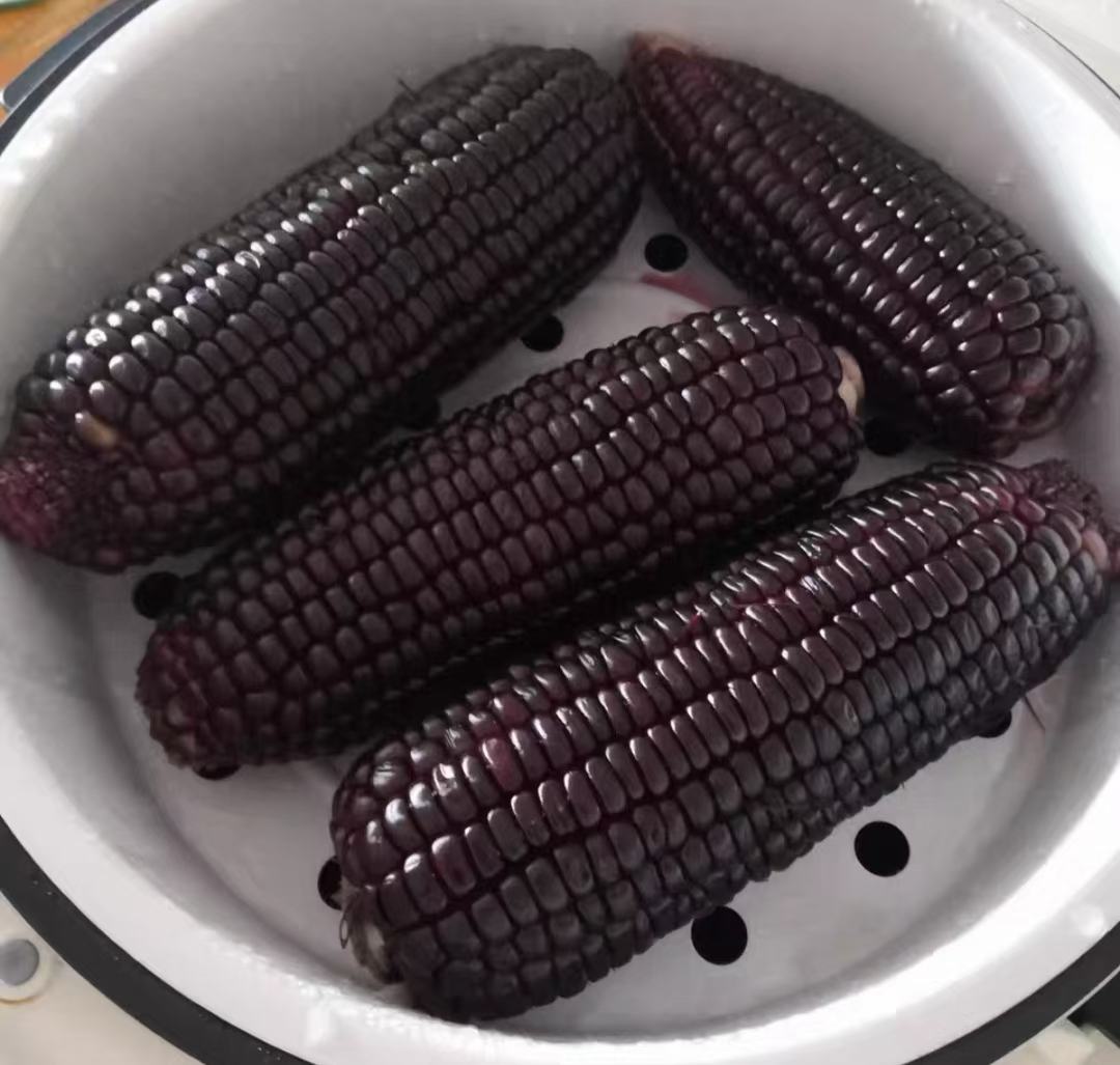 糯玉米与其他玉米对比图