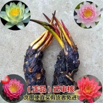 大睡莲根块池塘水池水养根块四季开花水培盆栽植物莲花荷花苗