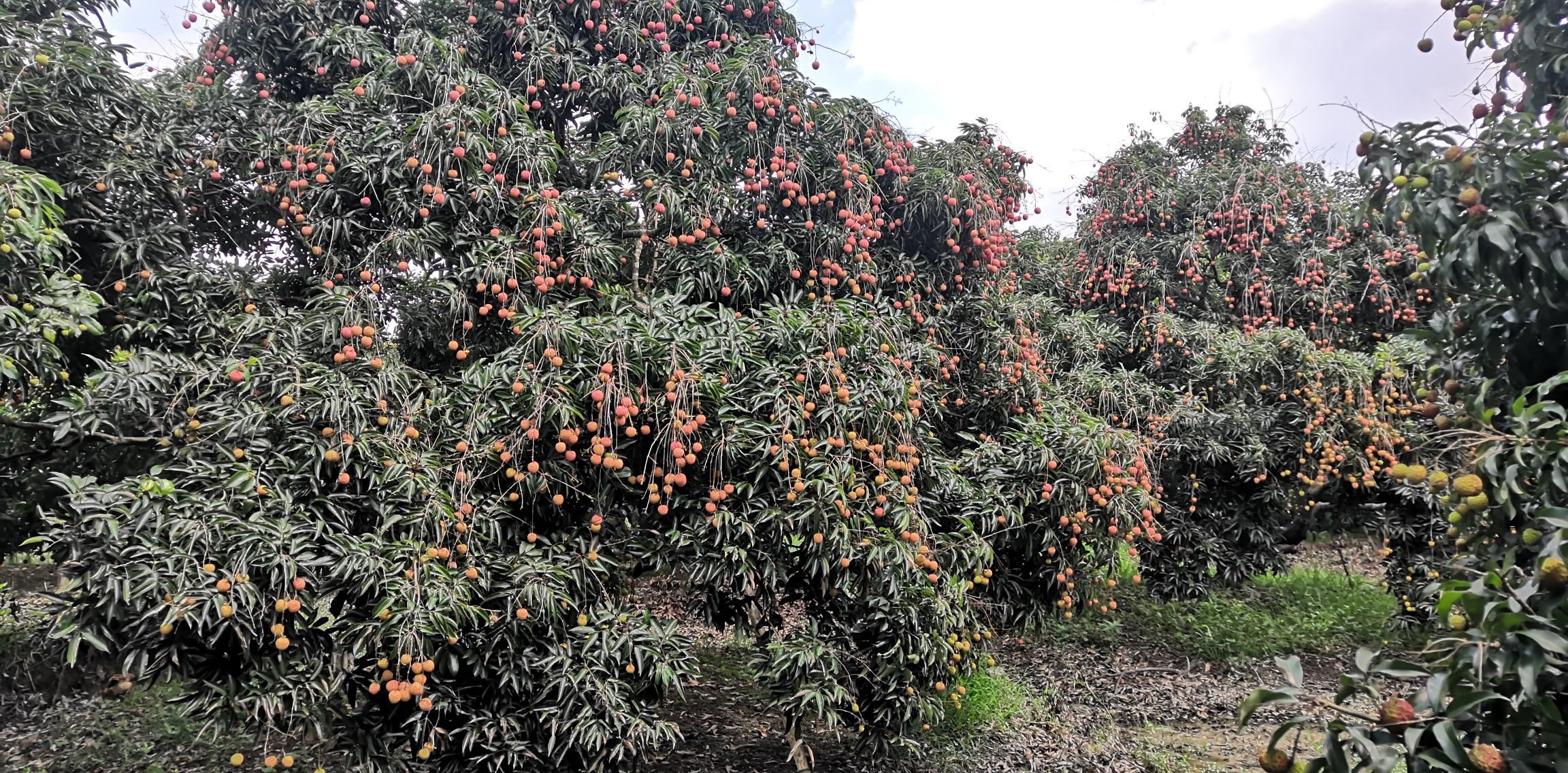 高州荔枝果园全景