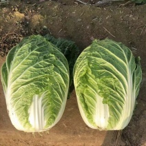 黄心白菜苗口感佳黄芯大白菜苗白菜苗供应苗厂直发