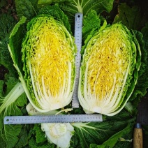 黄心白菜苗结球黄芯白菜春秋兼用品种种苗供应